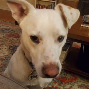 Meet your Posher, Amelia